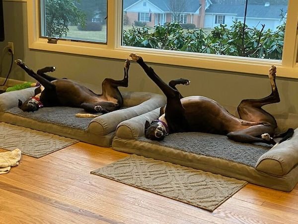 These Dogs Are Broken (32 pics)