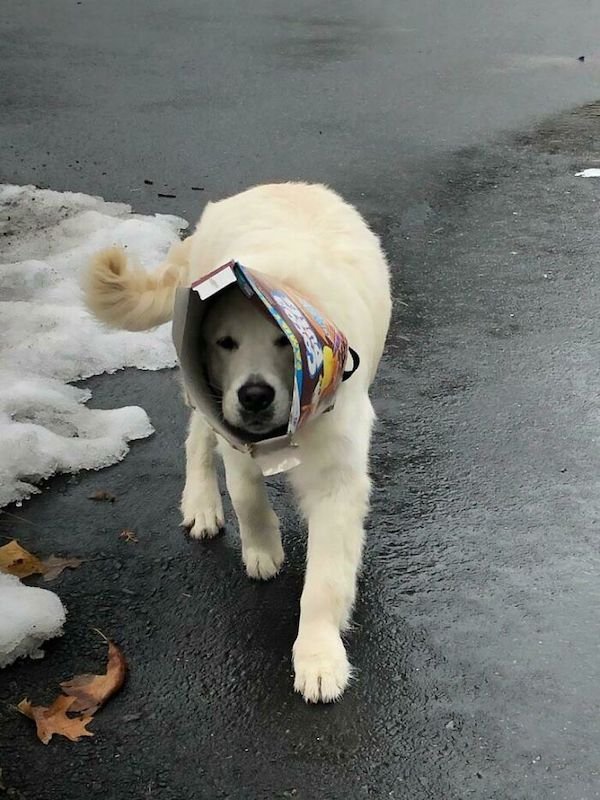 These Dogs Are Broken (32 pics)