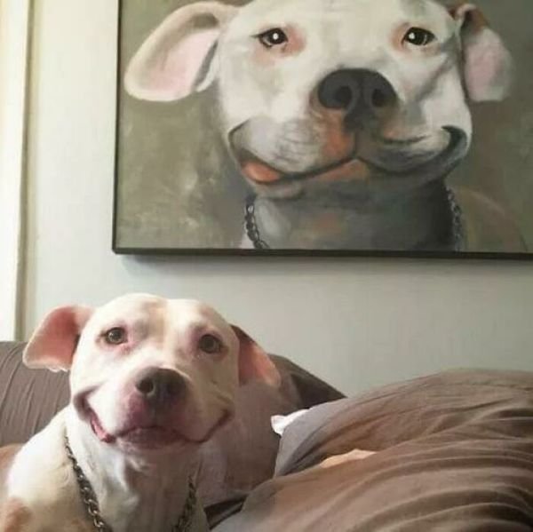 These Dogs Are Broken (32 pics)