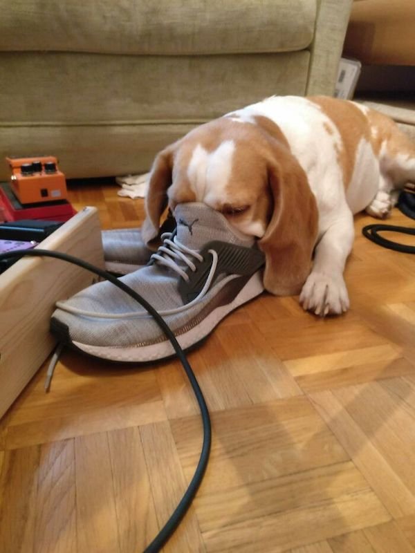 These Dogs Are Broken (32 pics)