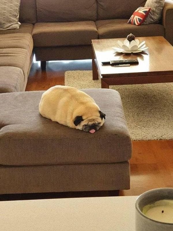 These Dogs Are Broken (32 pics)