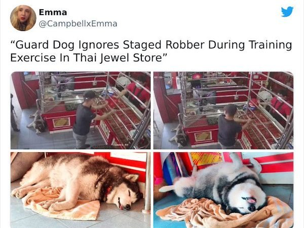 These Dogs Are Broken (32 pics)