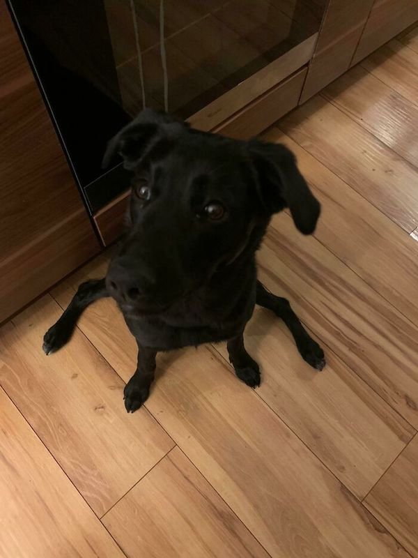 These Dogs Are Broken (32 pics)