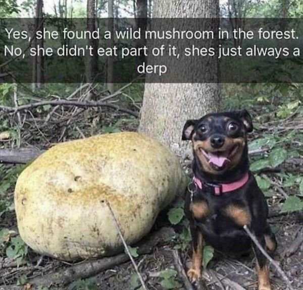 These Dogs Are Broken (32 pics)