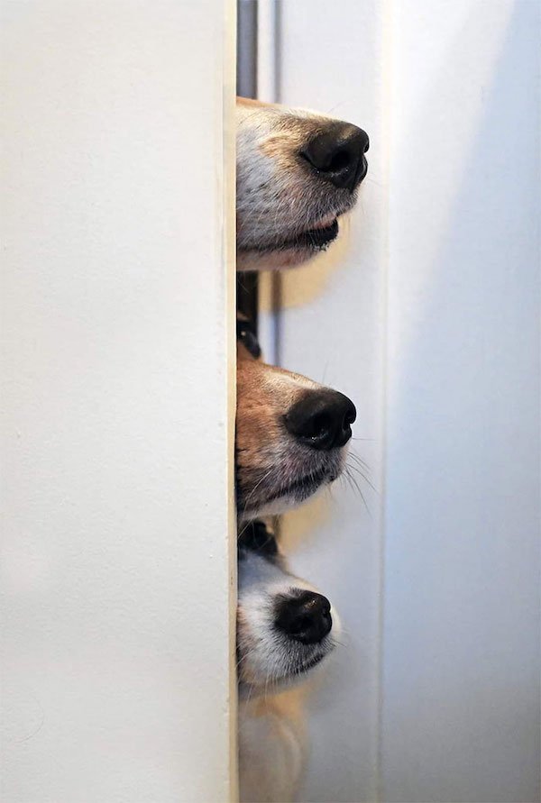 These Dogs Are Broken (32 pics)