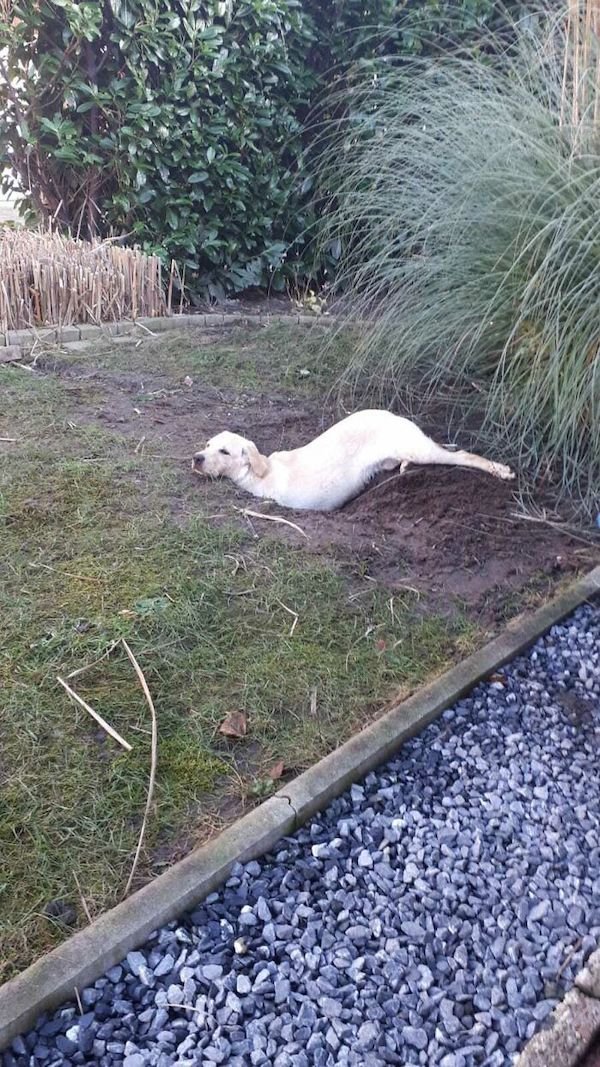These Dogs Are Broken (32 pics)