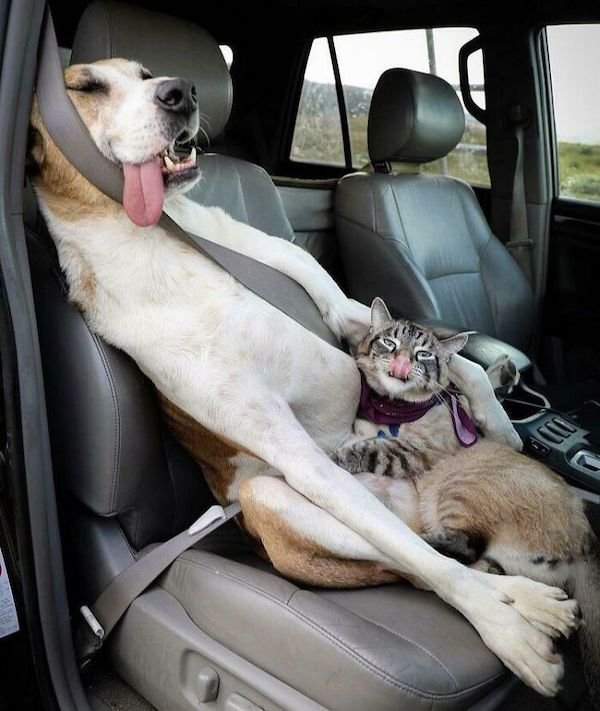 These Dogs Are Broken (32 pics)