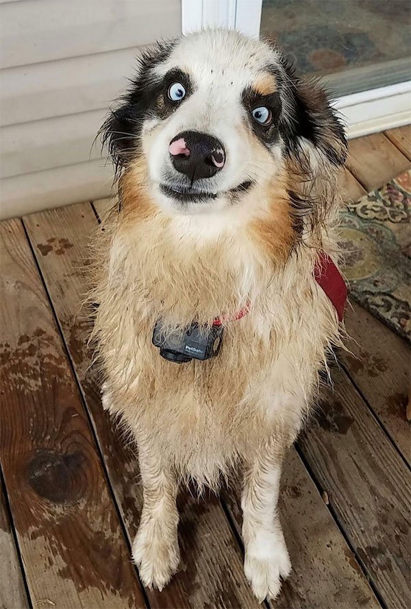 These Dogs Are Broken (32 pics)