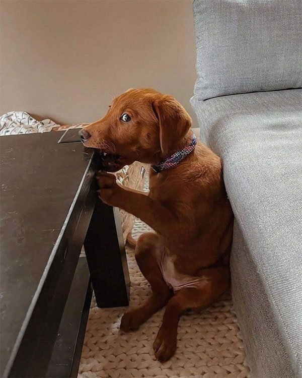 These Dogs Are Broken (32 pics)