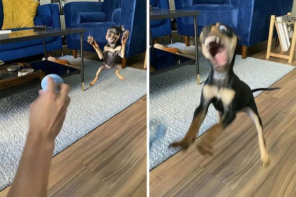 These Dogs Are Broken (32 pics)
