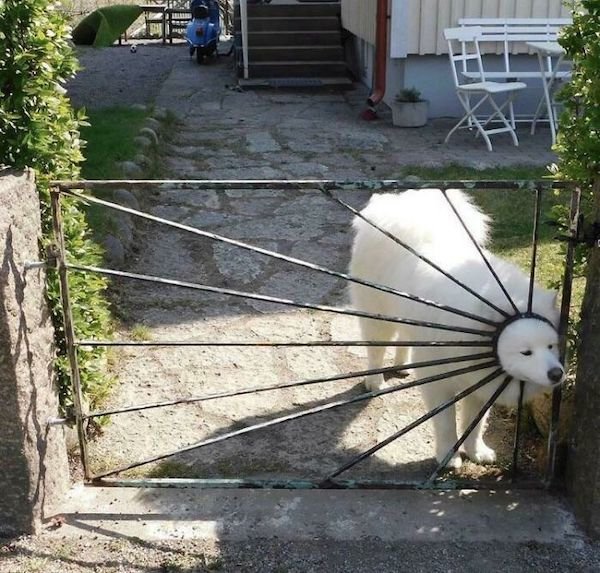These Dogs Are Broken (32 pics)