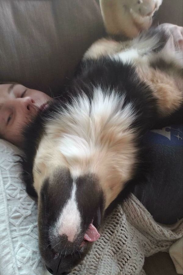 These Dogs Are Broken (32 pics)