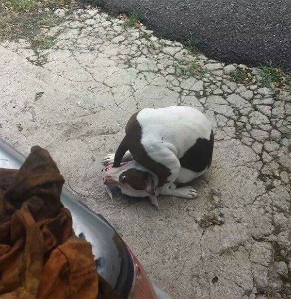 These Dogs Are Broken (32 pics)