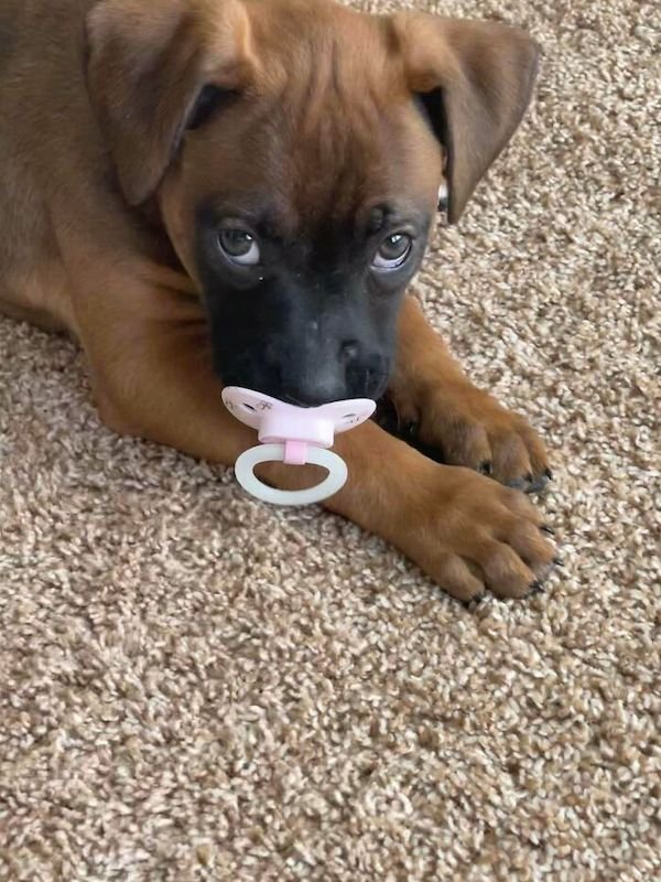 These Dogs Are Broken (32 pics)