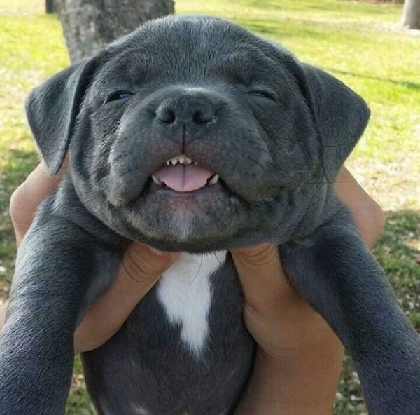These Dogs Are Broken (32 pics)