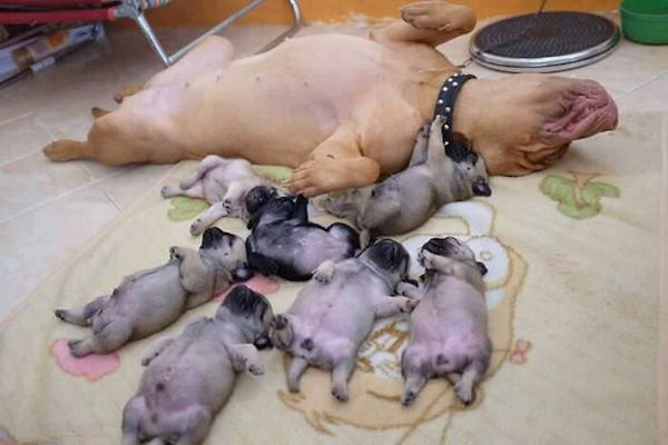 These Dogs Are Broken (32 pics)