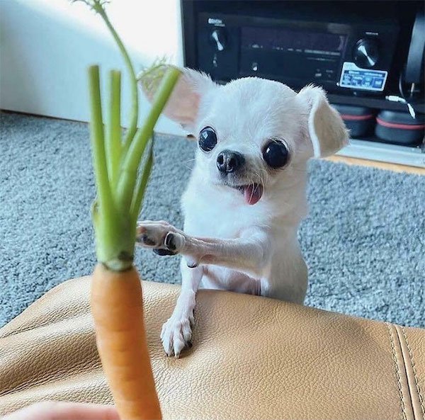 These Dogs Are Broken (32 pics)