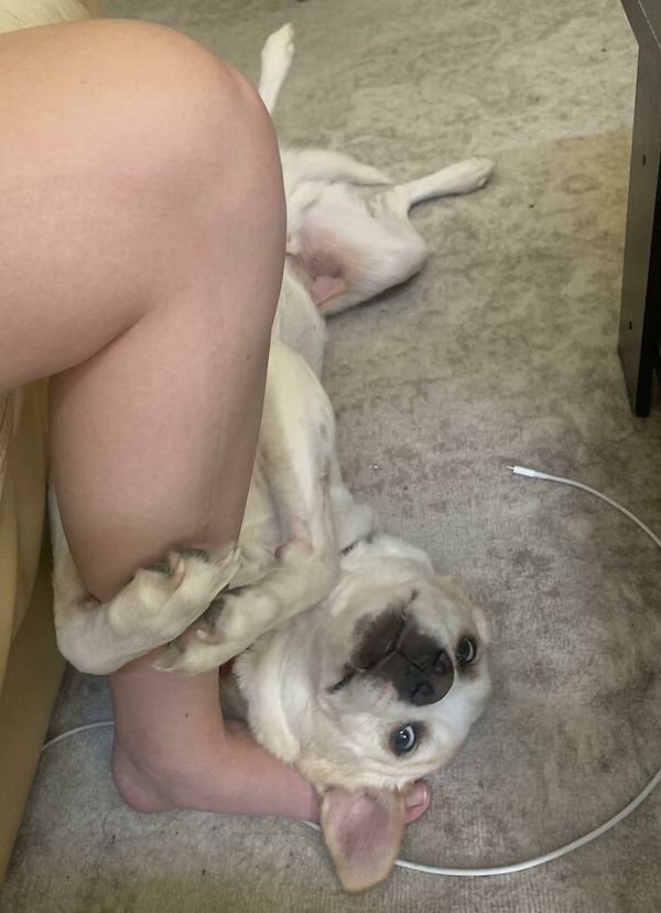 These Dogs Are Broken (32 pics)