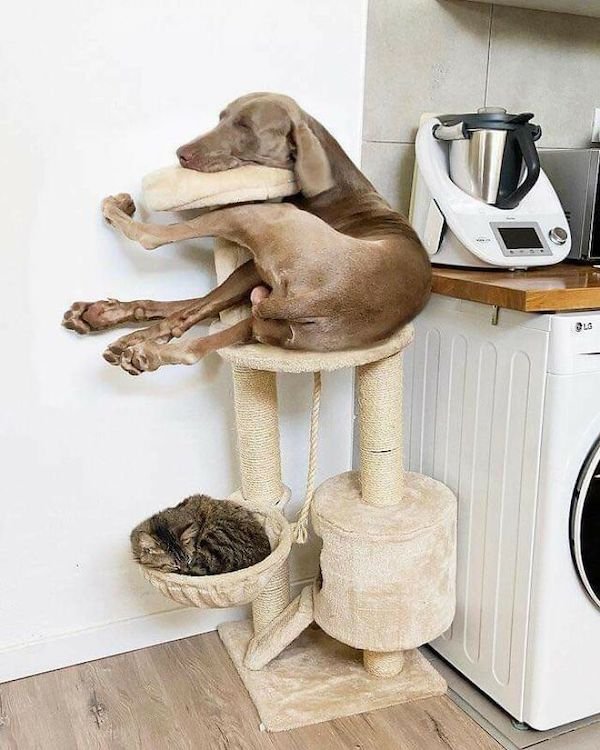 These Dogs Are Broken (32 pics)