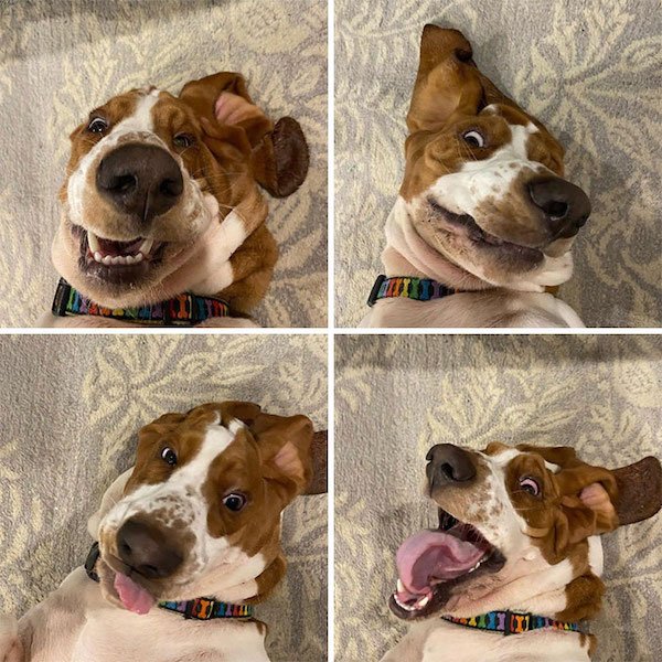These Dogs Are Broken (32 pics)