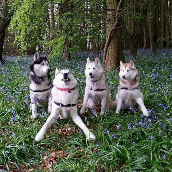 These Dogs Are Broken (32 pics)