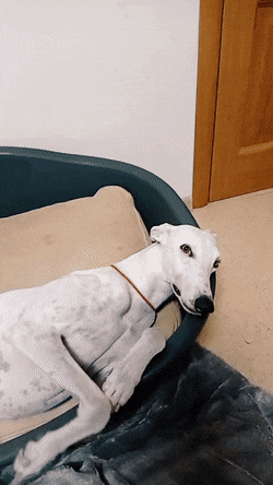 Acid Gifdump, August 6 (25 gifs)