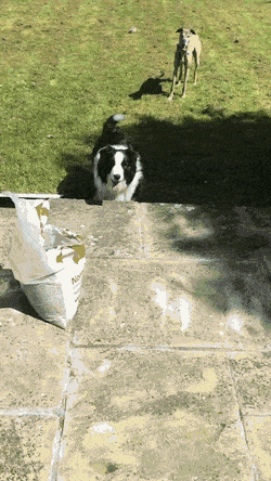 Acid Gifdump, August 6 (25 gifs)