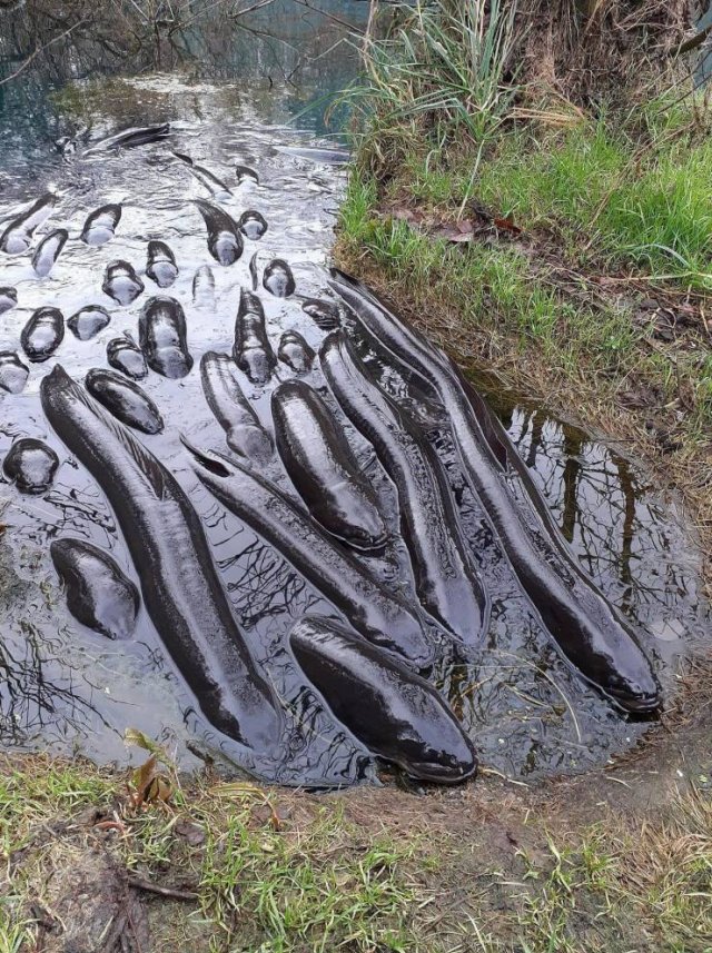 Acid Picdump 1 (72 pics)
