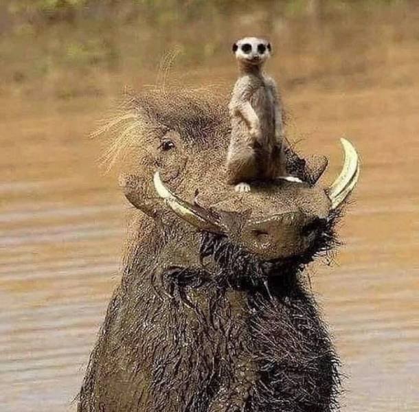Acid Picdump 1 (72 pics)