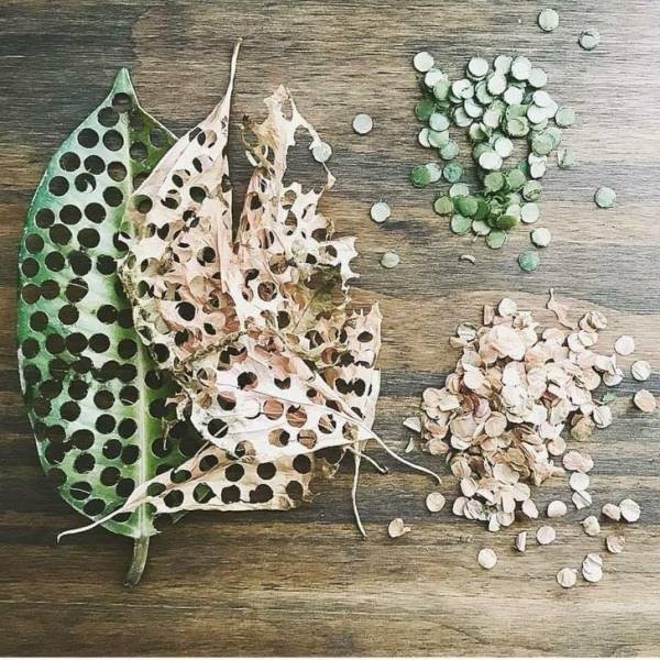 Eco-Friendly Tricks (21 pics)