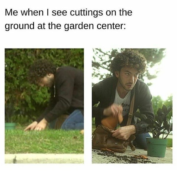 Plant Memes (32 pics)