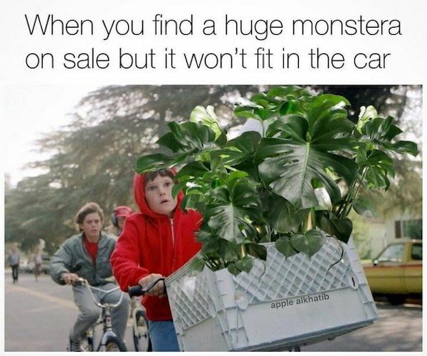 Plant Memes (32 pics)