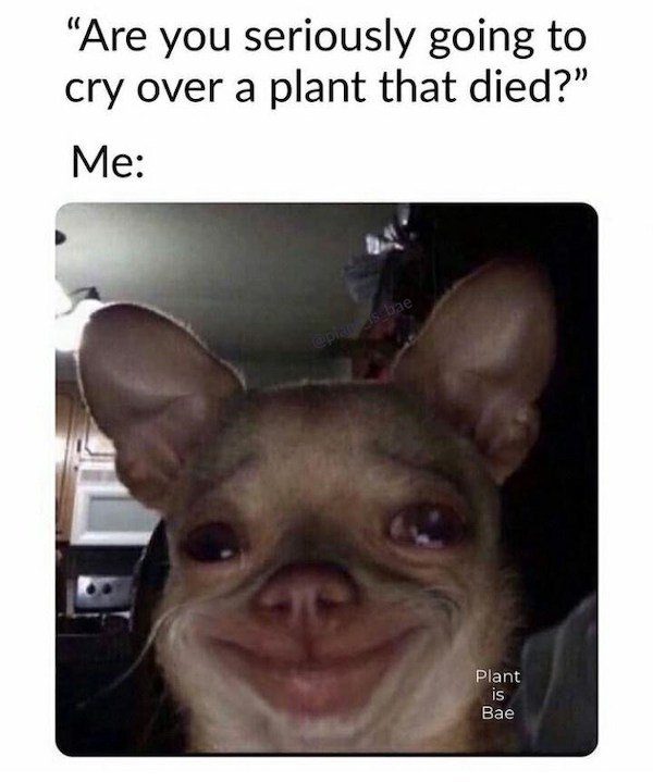 Plant Memes (32 pics)