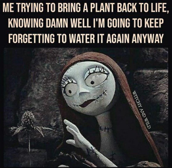 Plant Memes (32 pics)