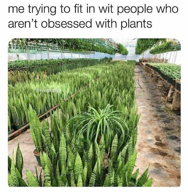 Plant Memes (32 pics)