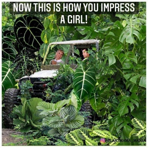 Plant Memes (32 pics)