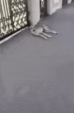 Acid Gifdump, August 9 (25 gifs)