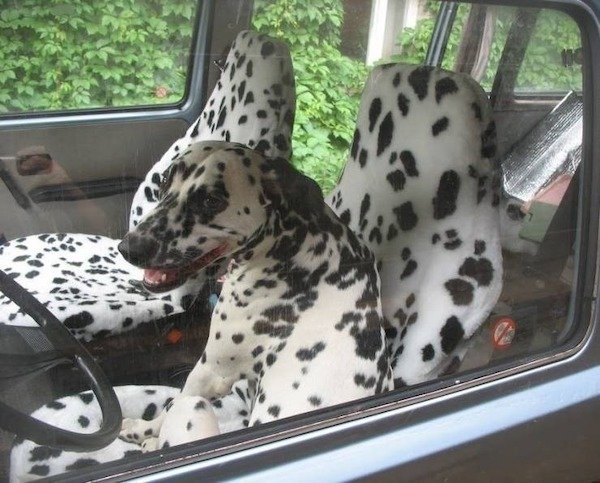 Look Twice (34 pics)