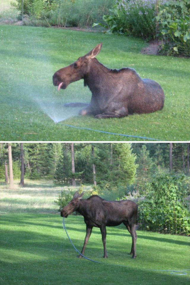 Hot Summer Days (46 pics)