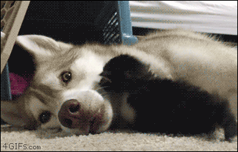 Acid Gifdump, August 10 (25 gifs)