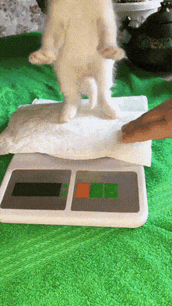 Acid Gifdump, August 10 (25 gifs)