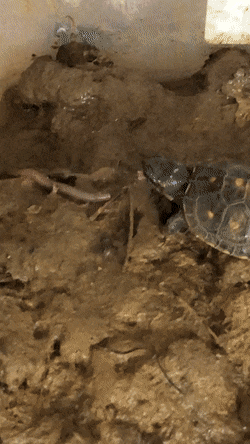 Acid Gifdump, August 10 (25 gifs)