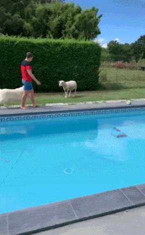 Fails (39 gifs)