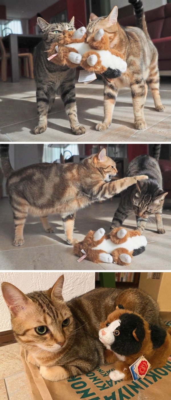 Pets And Their Favorite Toys (19 pics)