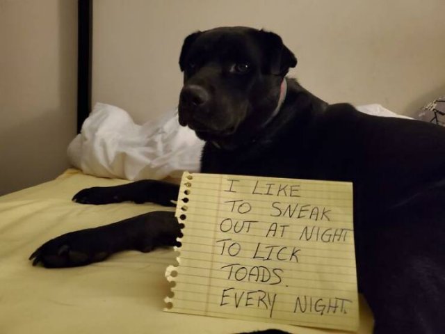 Dogs Shaming (40 pics)