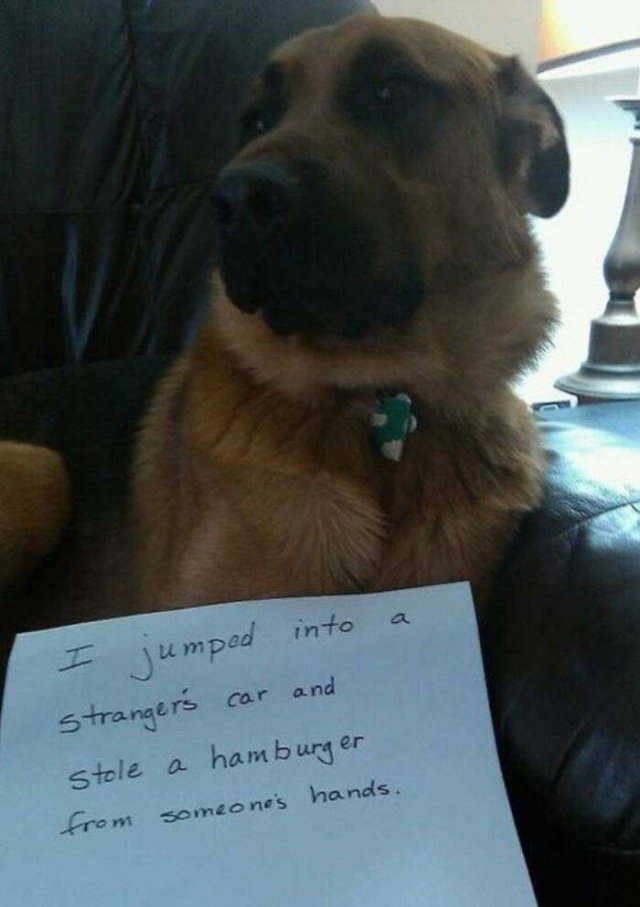 Dogs Shaming (40 pics)