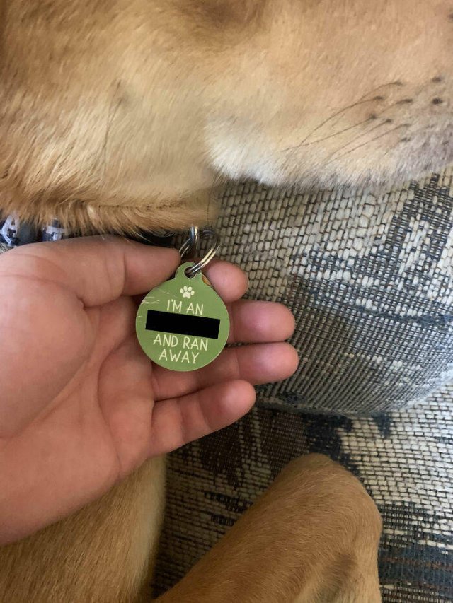 Dogs Shaming (40 pics)