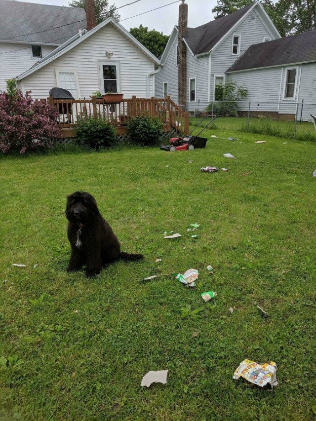 Dogs Shaming (40 pics)