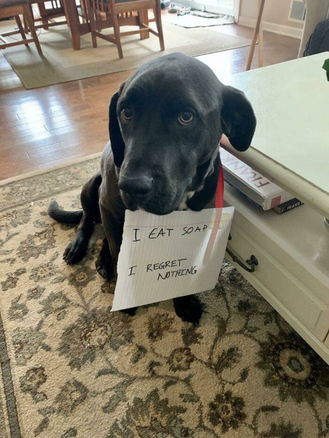 Dogs Shaming (40 pics)