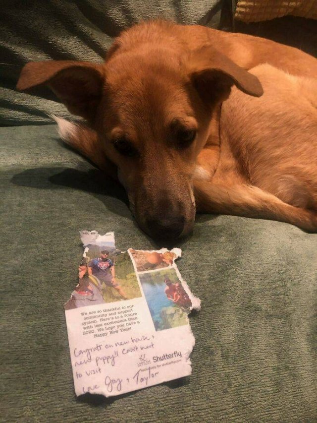 Dogs Shaming (40 pics)